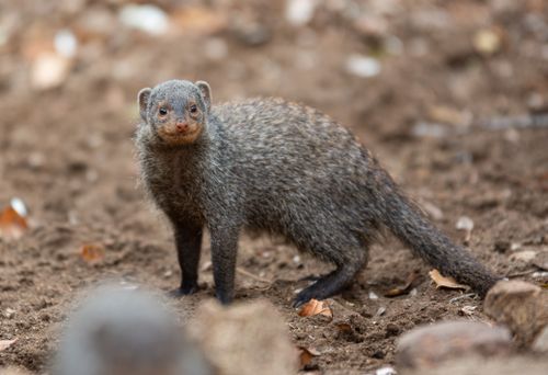 Free Close-up of a banded mongoose in its natural habitat in South Africa. Stock Photo