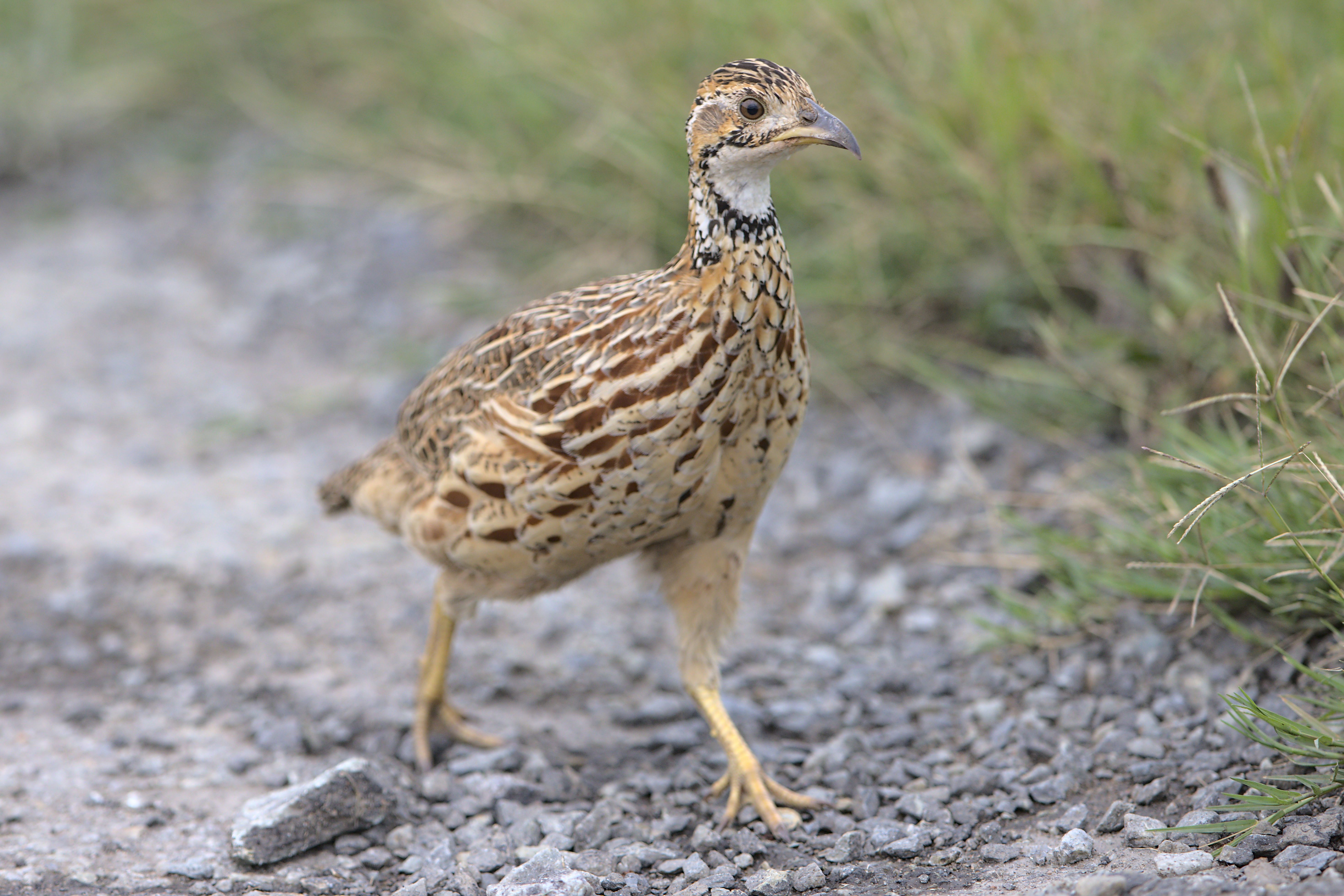 Close-up of an Orange River Francolin (Scleroptila gutturalis) in its natural habitat.