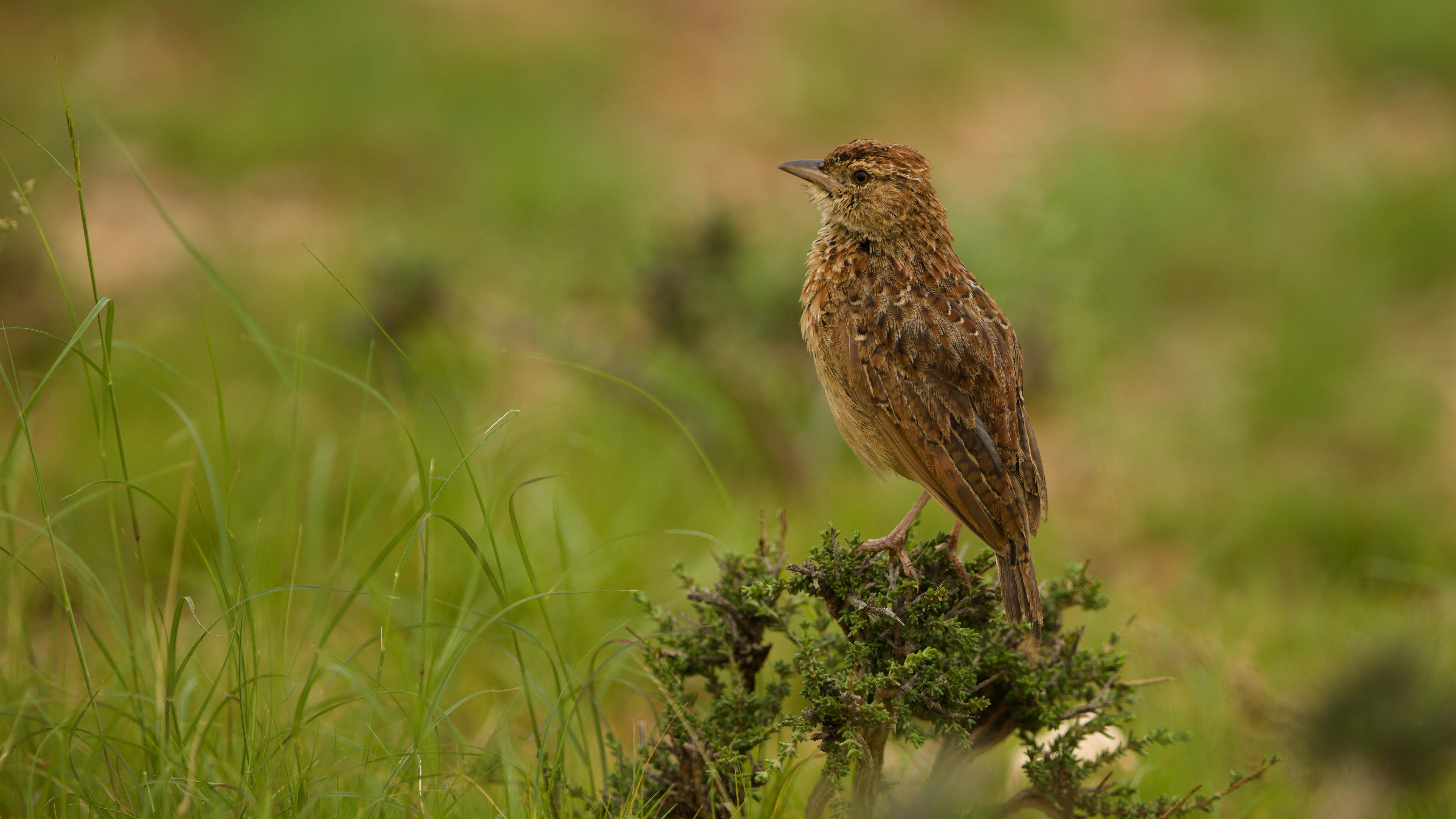 Galeshewe's Growing Neighbourhood Watch: How Community Patrols Are Making Streets Safer