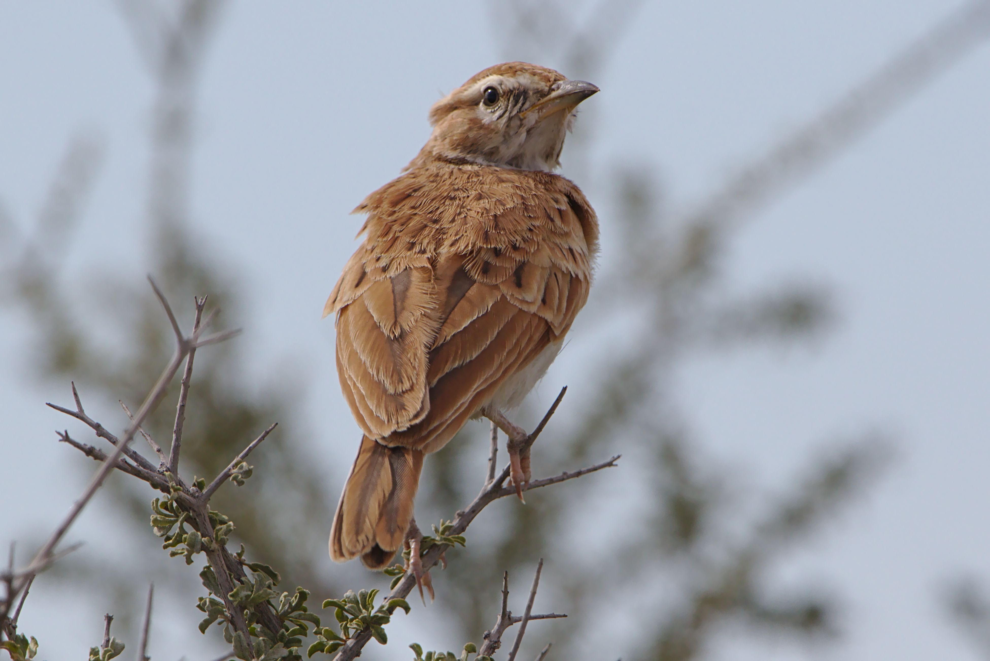 Close-up of Lark in Natural Habitat · Free Stock Photo