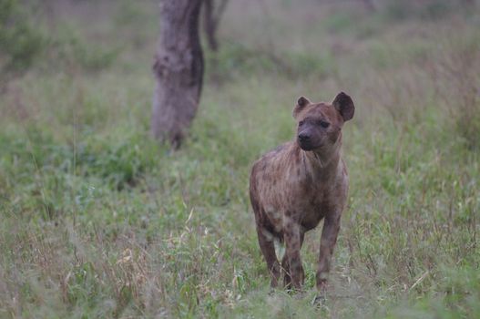 A spotted hyena (Crocuta crocuta) stands alert in lush South African grassland.