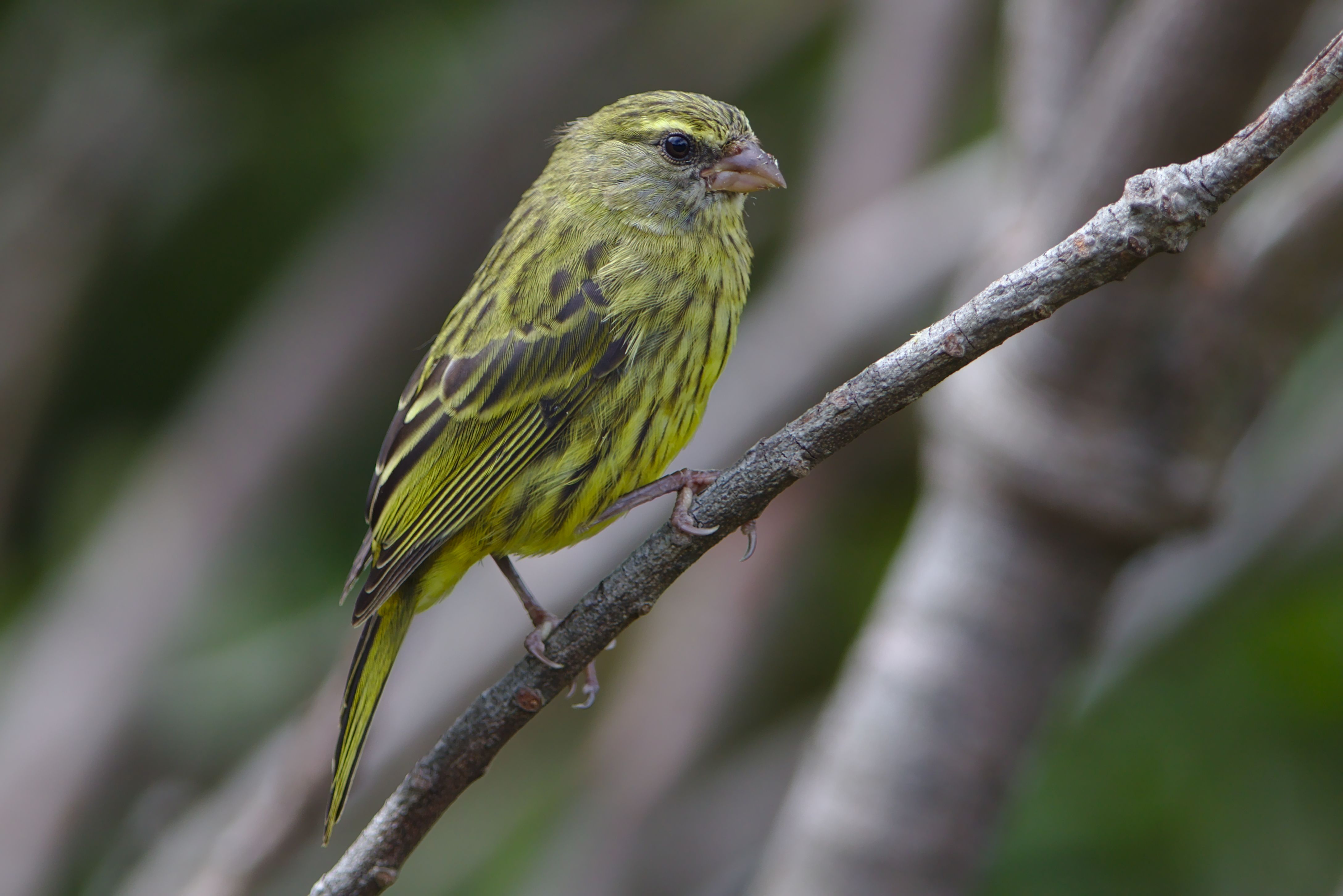 A vibrant Forest Canary perched on a branch in a South African forest.