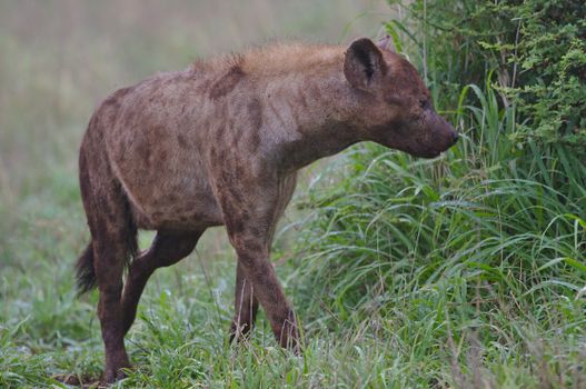 Spotted hyena (Crocuta crocuta) exploring the grasslands of Kruger National Park, South Africa.