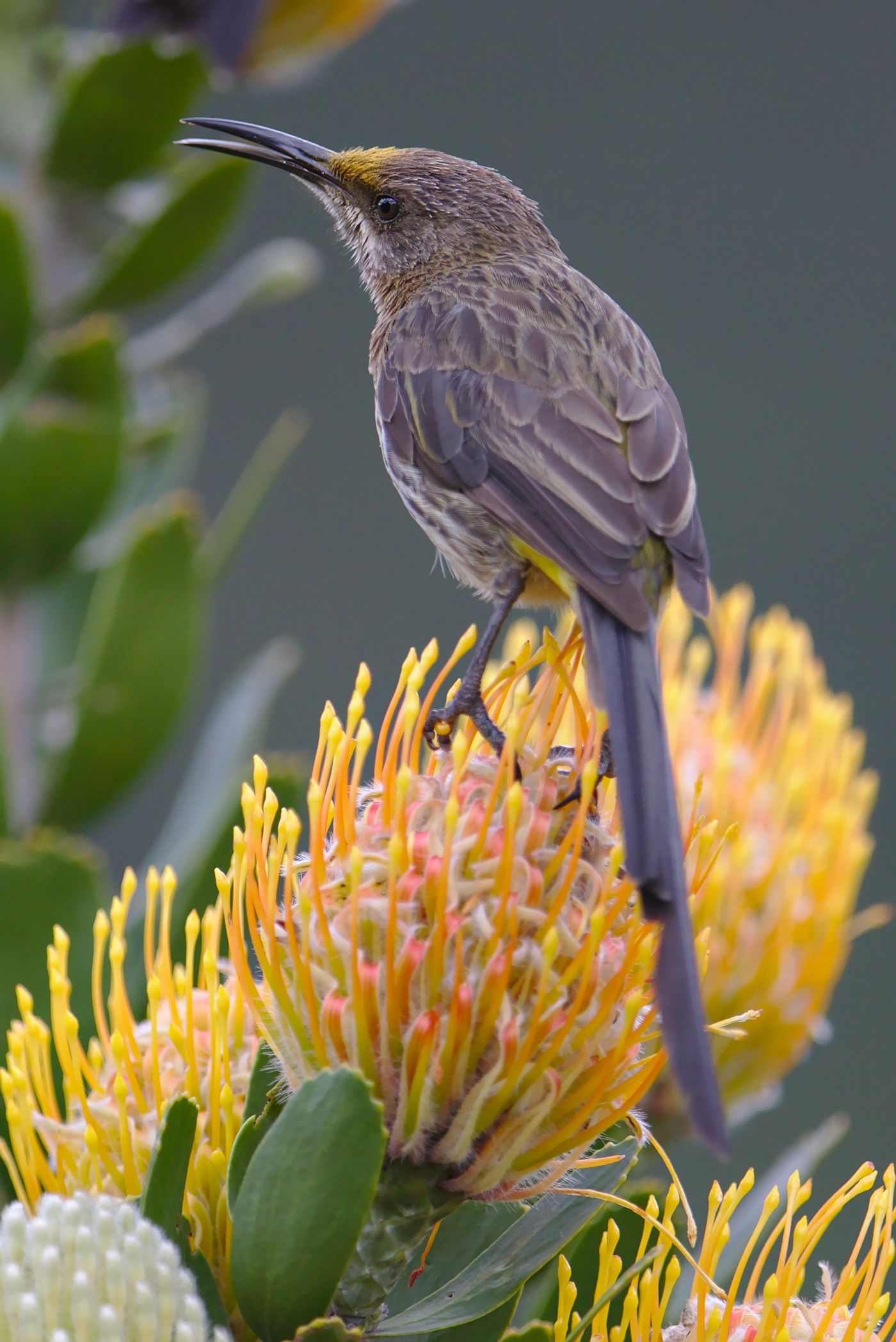 A Cape sugarbird perched on a protea flower in Kirstenbosch National Botanical Garden