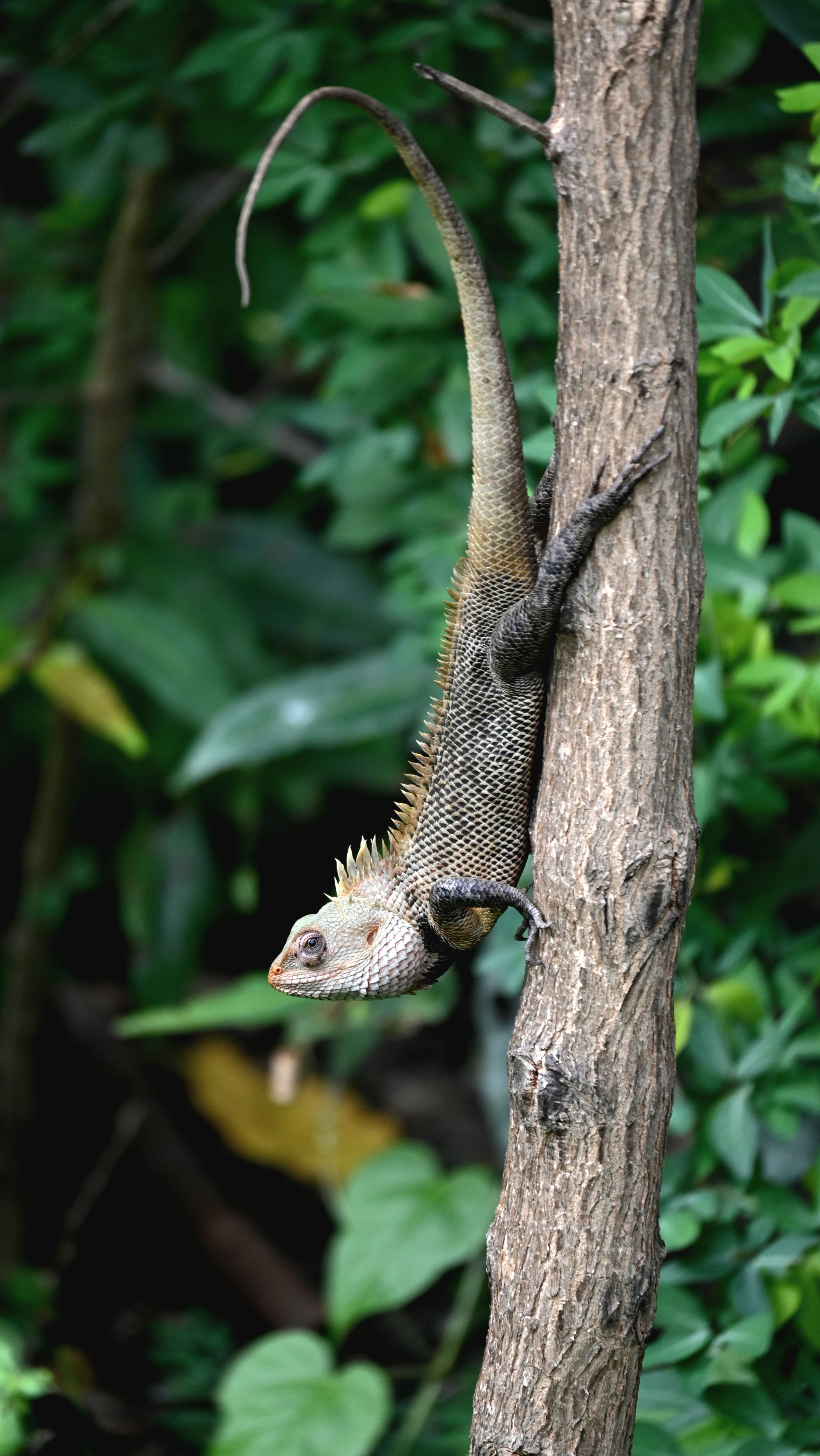 Selective Focus Photography of Sleeping Monkey on Branch · Free Stock Photo