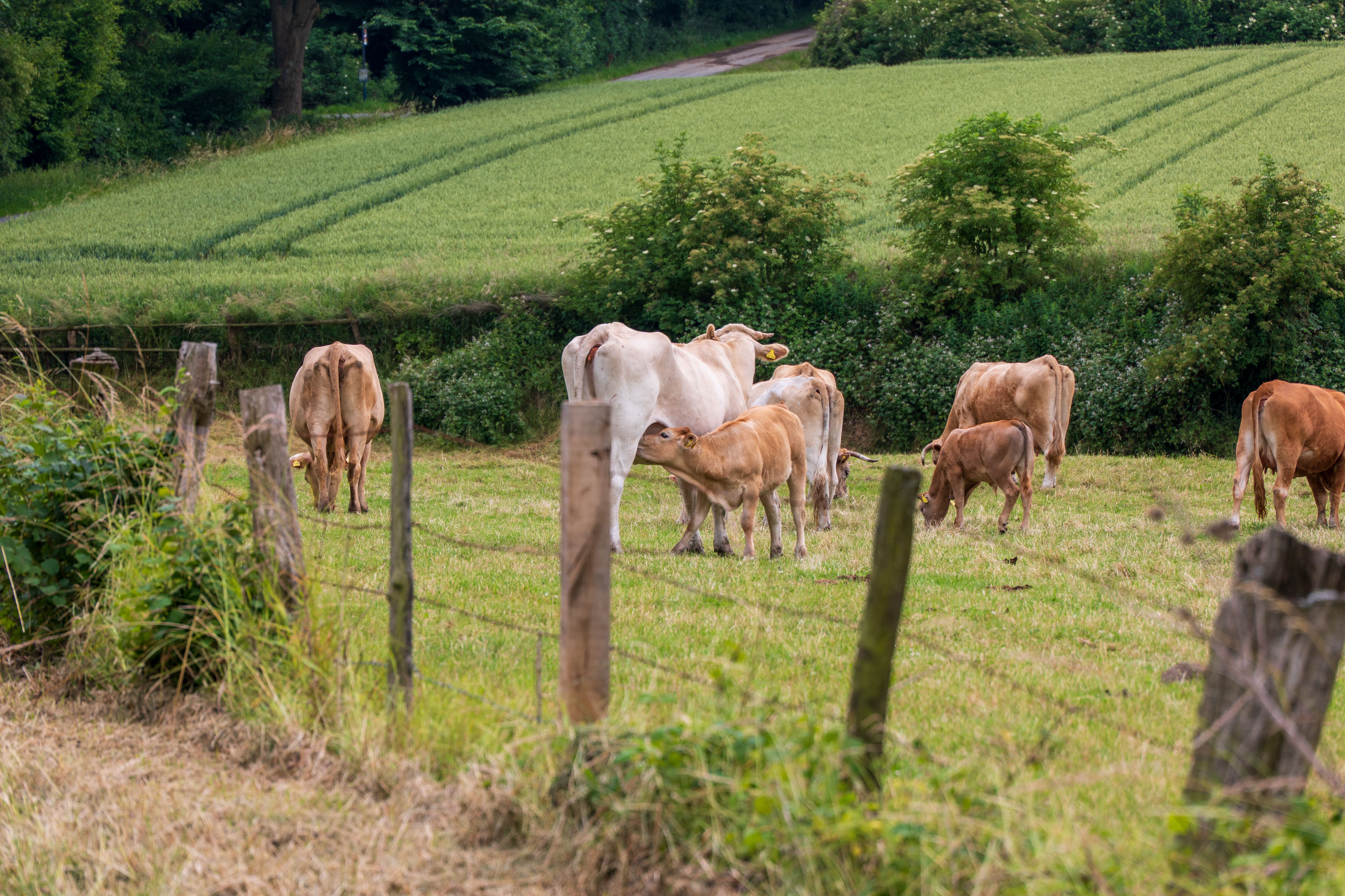 Cows Grazing in Scenic Green Pasture · Free Stock Photo