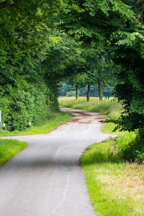 Free A peaceful winding path through a lush green forest, perfect for nature walks. Stock Photo