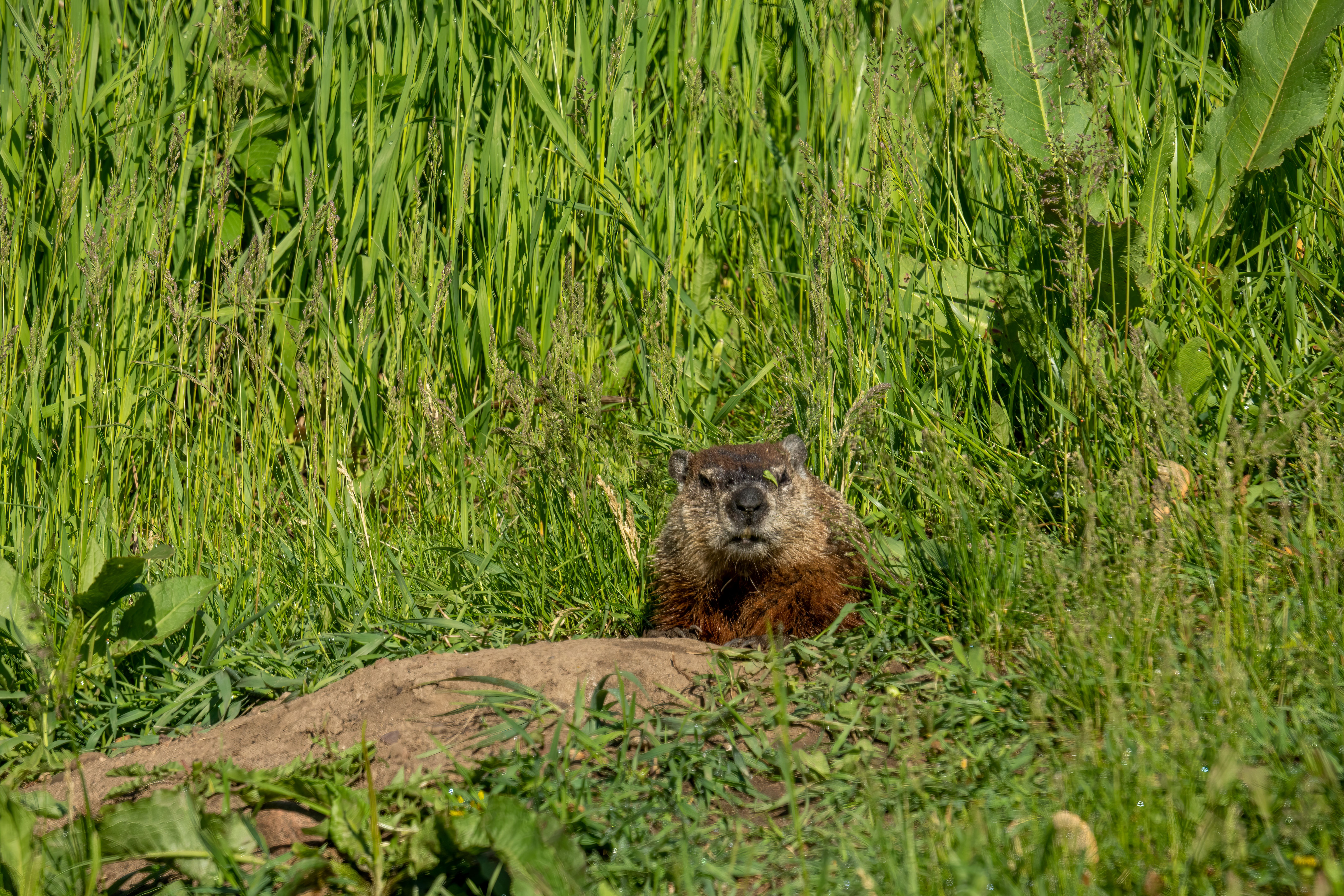 Marmotte