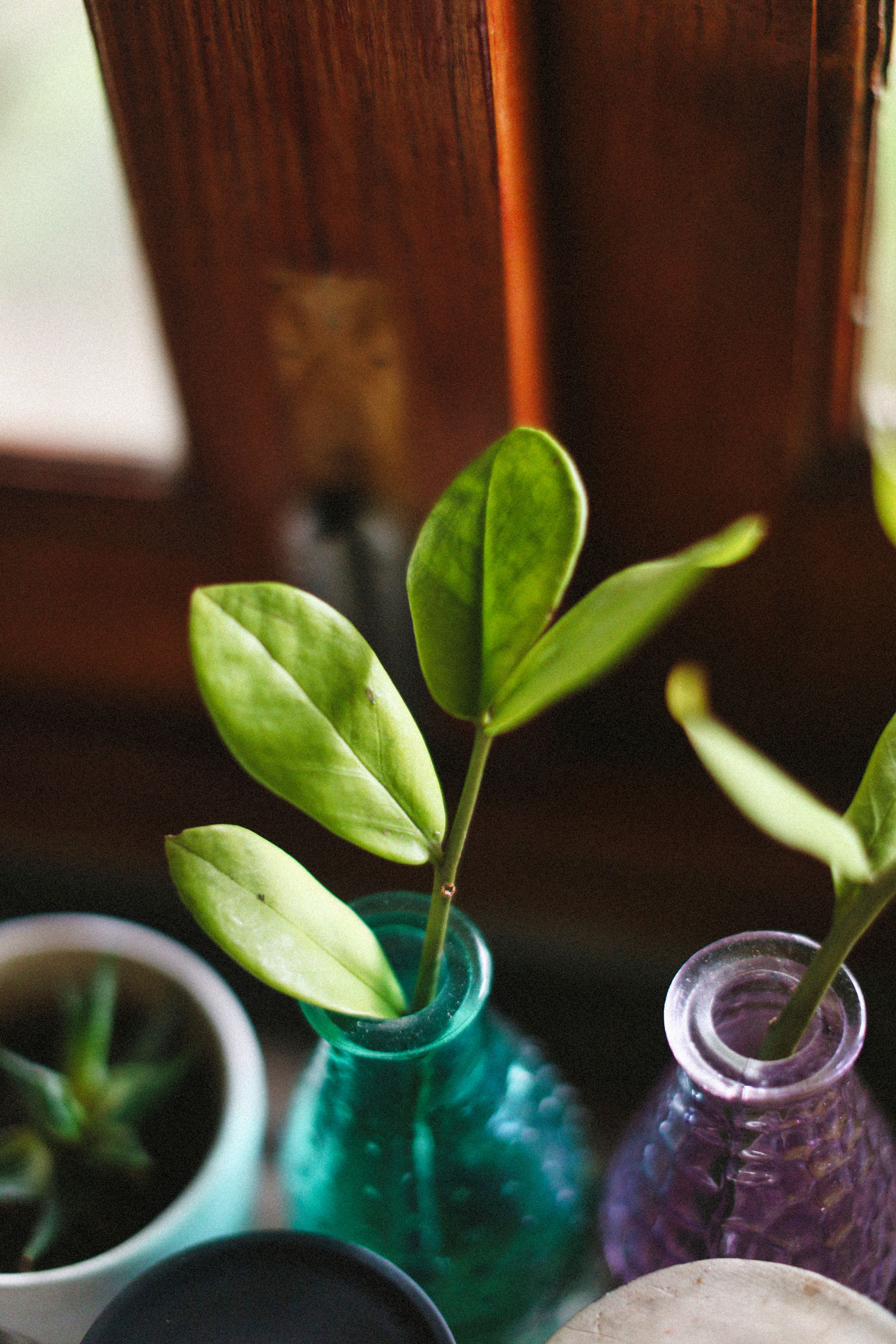 Lush green leaves in colorful glass vases on a wooden windowsill, soft natural lighting.