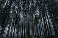 黎明时分，漫步云雾缭绕的针叶林，感受大自然的宁静之美