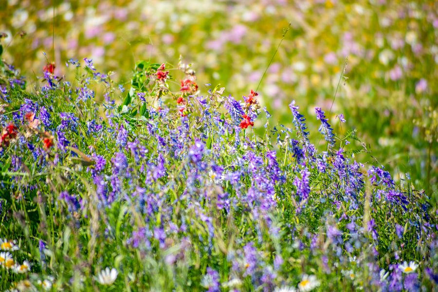 Wildflower meadow with long grass and ox-eye daisies