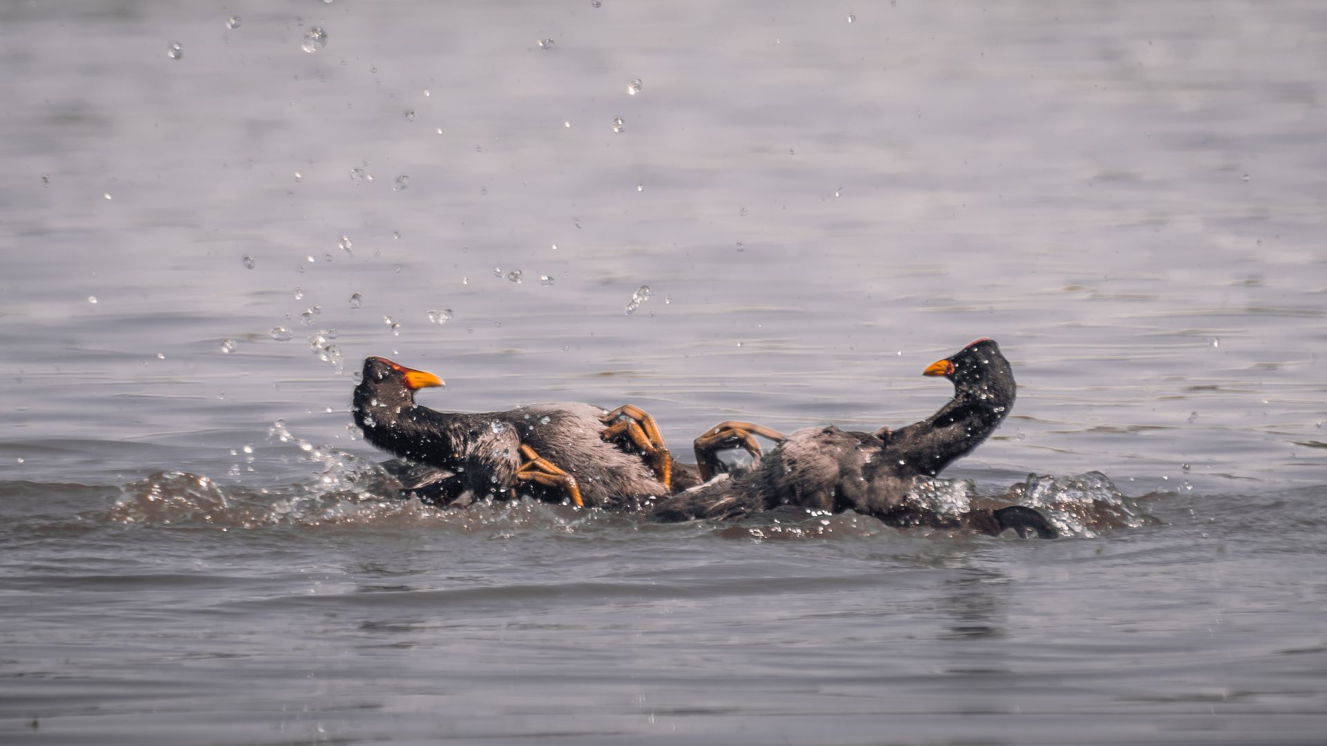 A dynamic scene of black birds splashing in the water at Mar del Plata, Argentina.