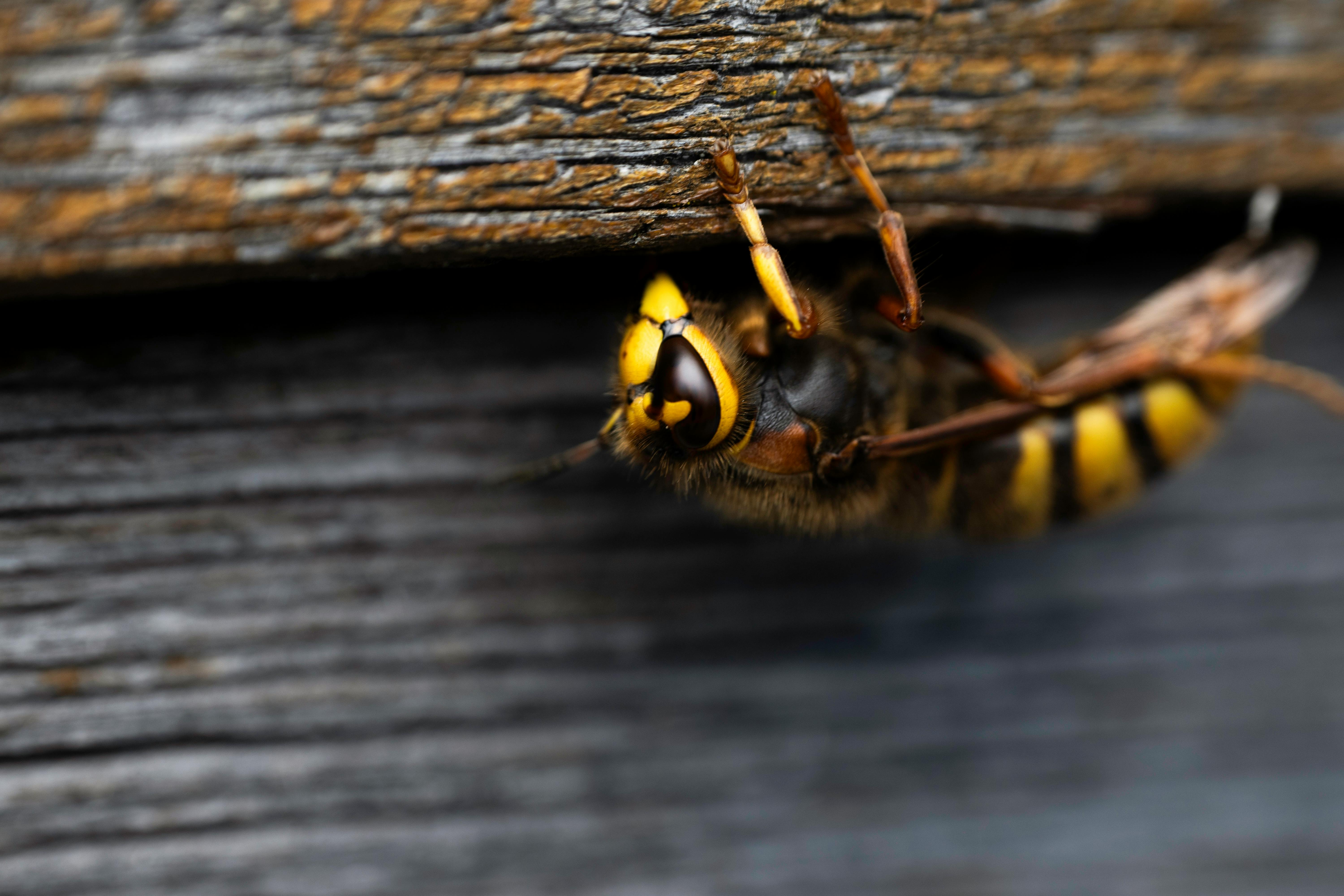 Detailed macro image of a European hornet on a textured wooden surface.