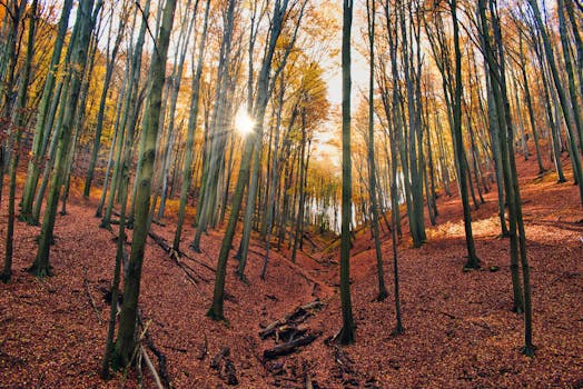 Sunlit autumn forest in Óbánya, Hungary, showcasing vibrant fall foliage.