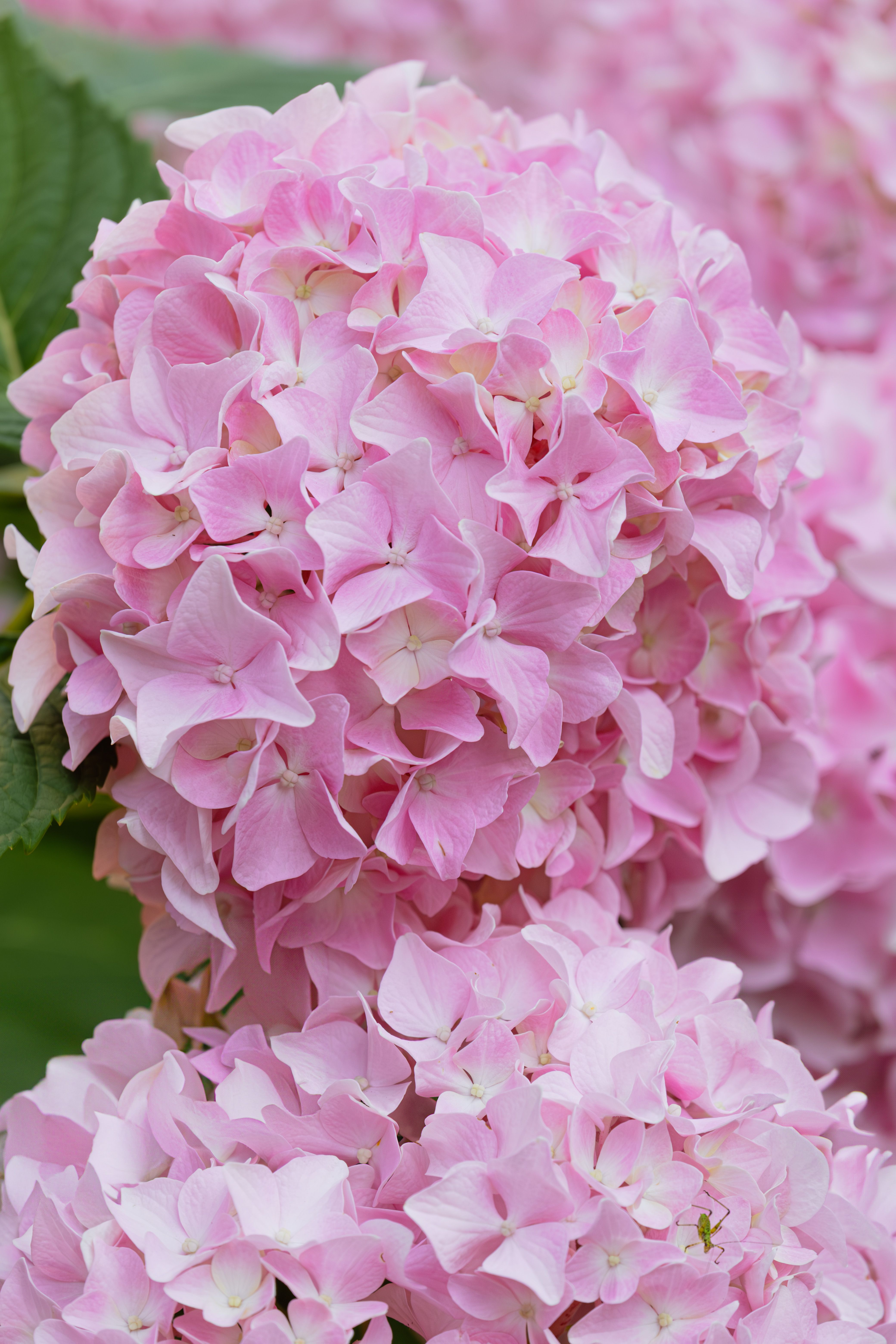 Vibrant Pink Hydrangea Blossoms in Full Bloom · Free Stock Photo