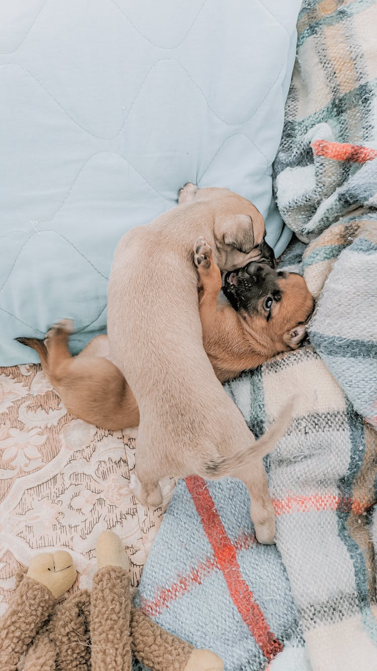 Two Tan Puppies Playing On Bed