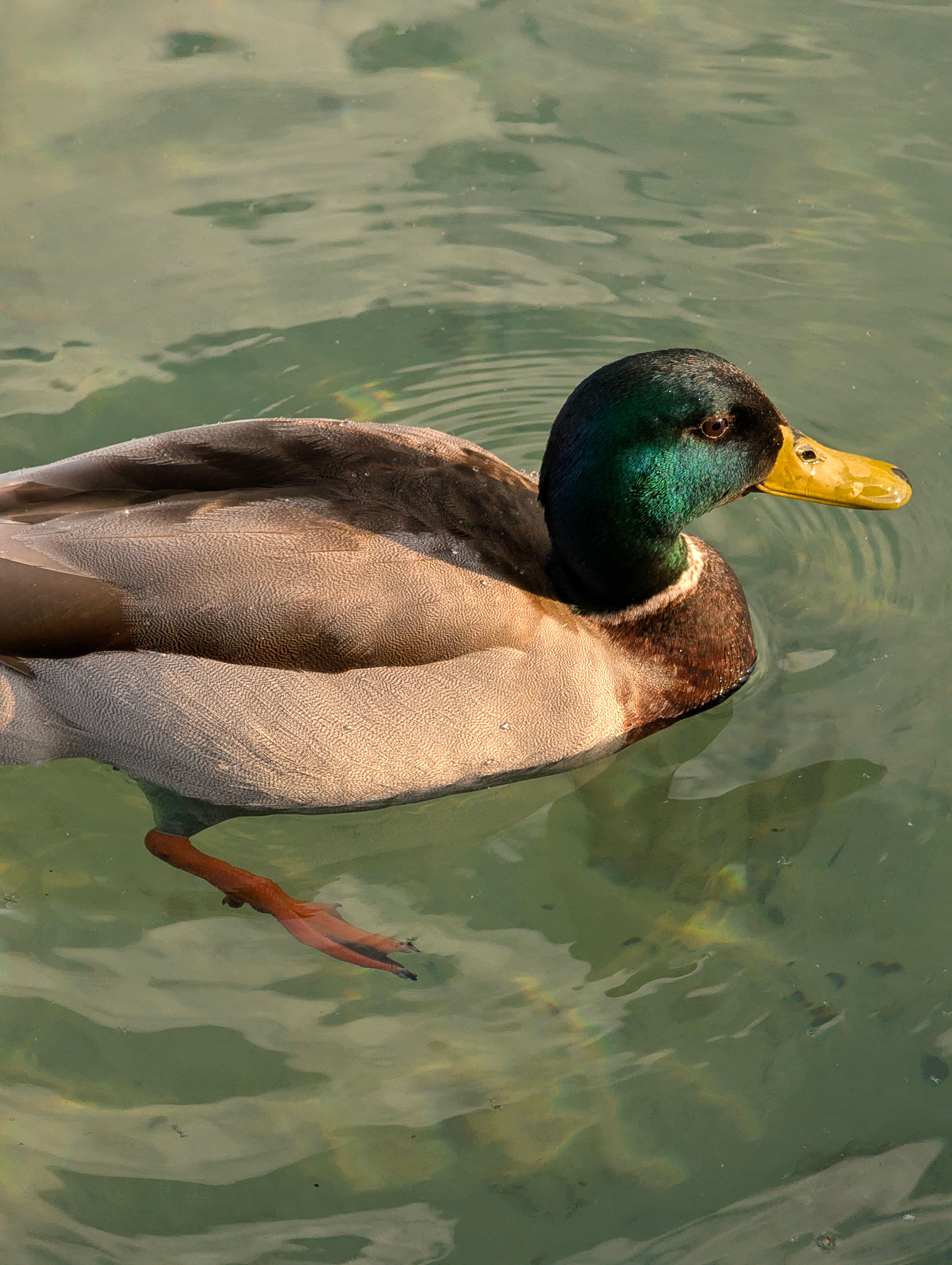 Male Mallard Duck Swimming in a Serene Pond · Free Stock Photo