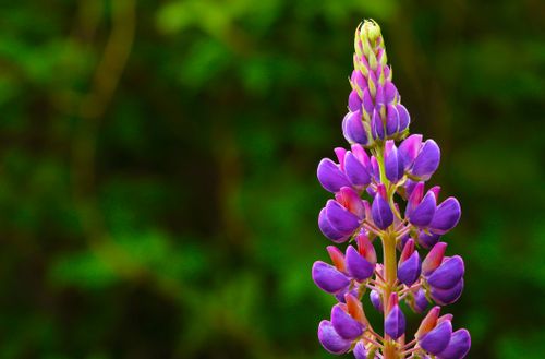 Free Close-up of a vibrant purple lupine flower in full bloom against a lush green background. Stock Photo