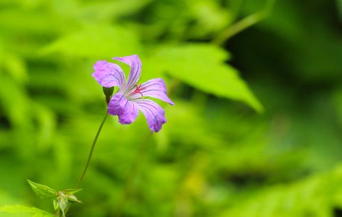 Free Close-up of a vibrant purple wildflower set against a lush green natural background, showcasing delicate petals. Stock Photo