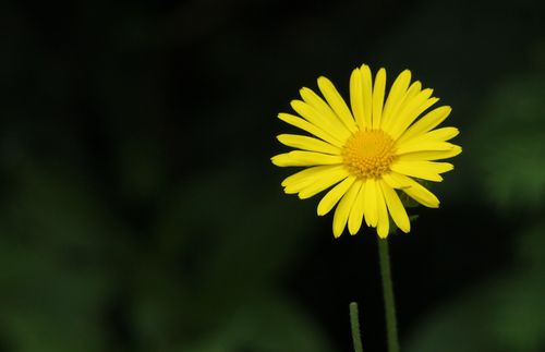 Free Vibrant yellow daisy flower stands out against a muted dark background, showcasing nature's contrast. Stock Photo