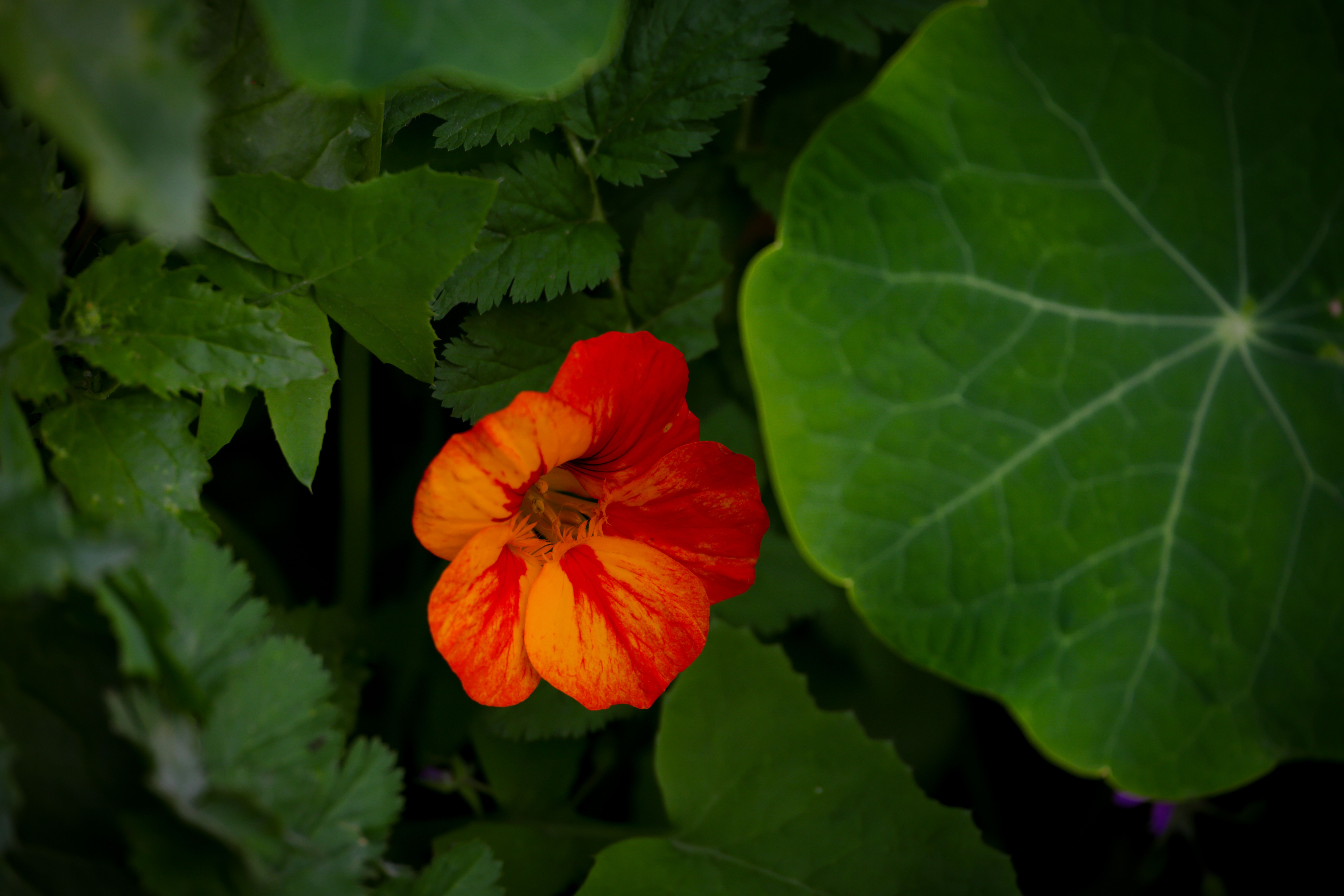Nasturtium growing in fabric grow bag - Nasturtium Fertilizer Schedule: Companion Planting in Fabric Pots