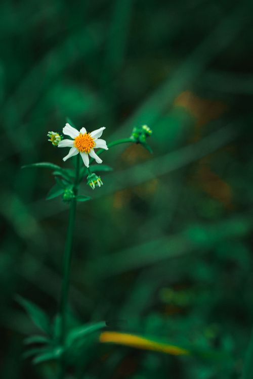Free Close-up of a single white flower against a lush green background, showcasing natural beauty. Stock Photo