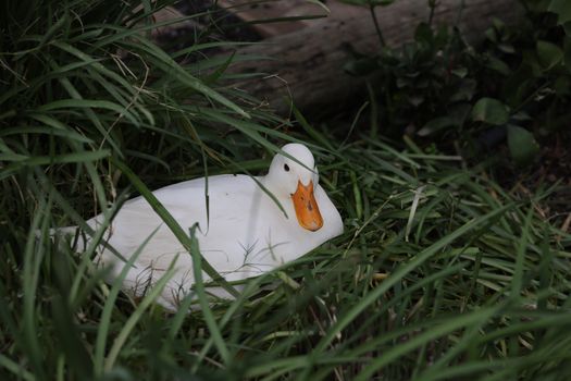 A white duck comfortably nestled among lush grass on a tranquil farm setting.