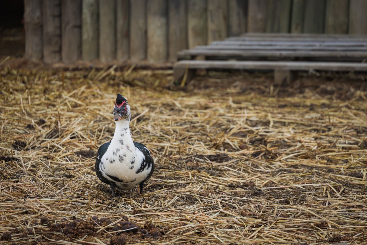 Entog Muscovy sehat di area peternakan
