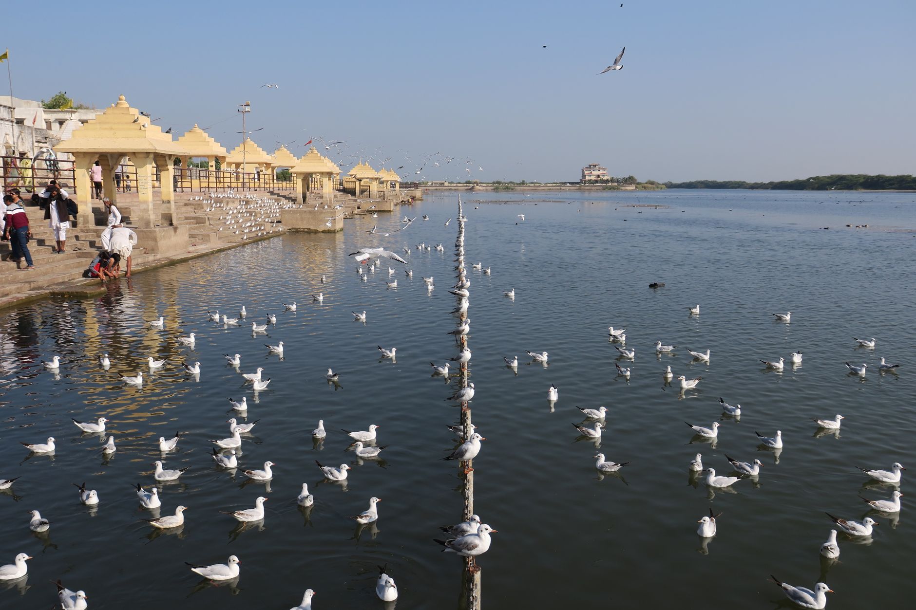 A vibrant scene with seagulls at a beautiful Indian riverside with rustic architecture.