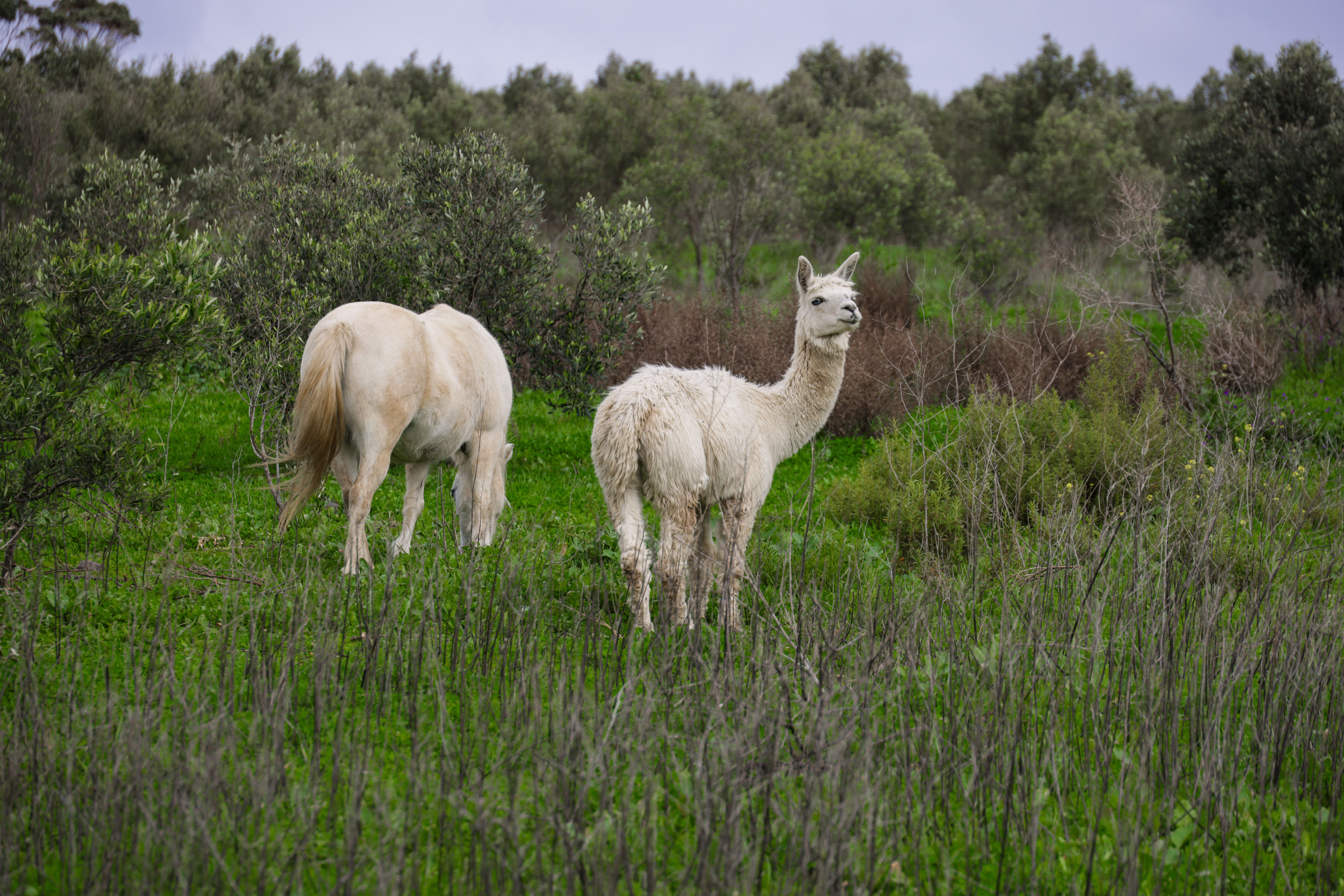 A llama and horse grazing peacefully in a verdant countryside setting, surrounded by greenery.