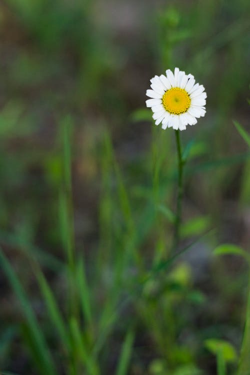 Free stock photo of camomile, flower, green