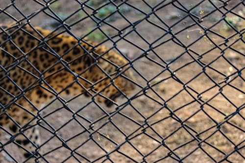 Gratis stockfoto met 4k achtergrond, achtergrond, cheetah