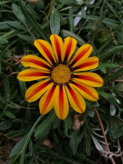 Free Close-up of a colorful Gazania flower displaying vivid yellow and red petals in lush green foliage. Stock Photo
