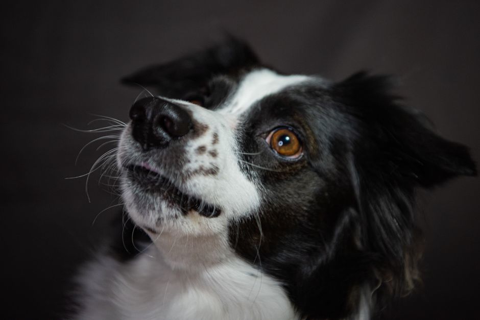 Photographe animalier à Courtisols — à propos