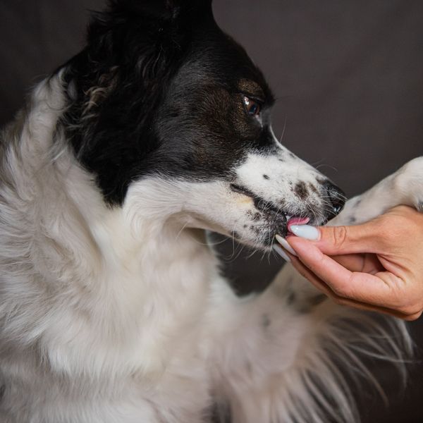 Happy companion pet protected and healthy