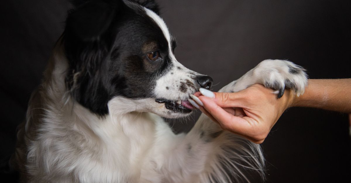 Survey Reveals Why Pet Owners Hesitate on Vaccines