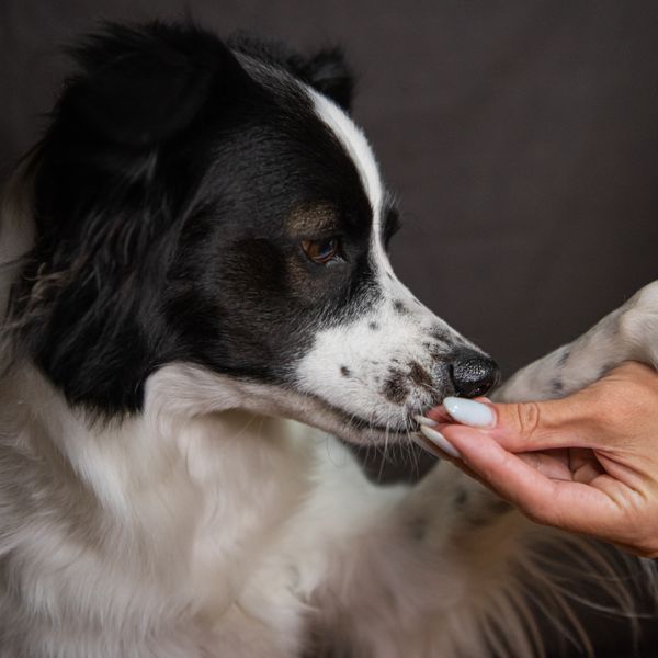 Dog offering paw to human hand in loving companionship