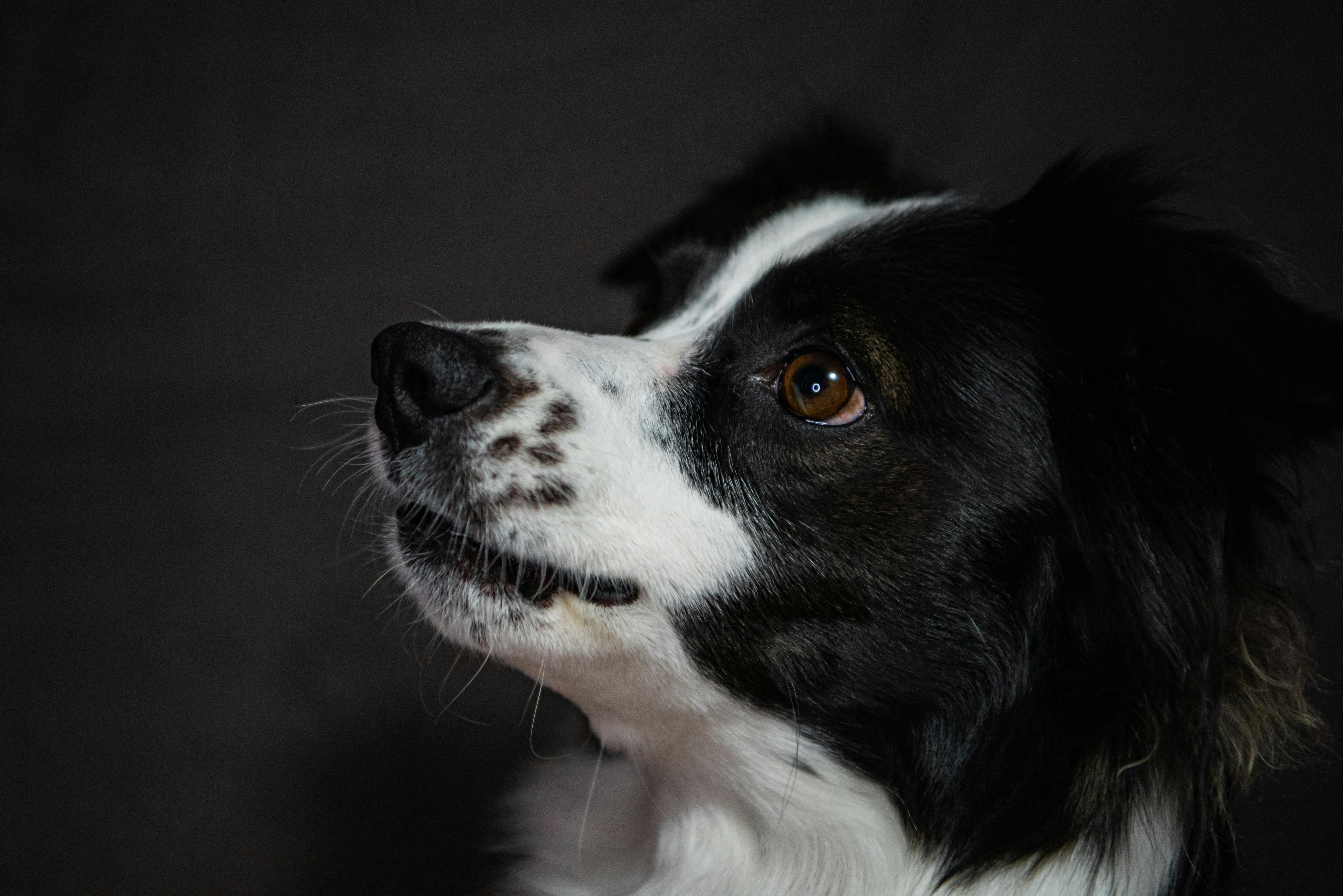 pet technology contact — Photo by Mykhailo Petrenko on Pexels