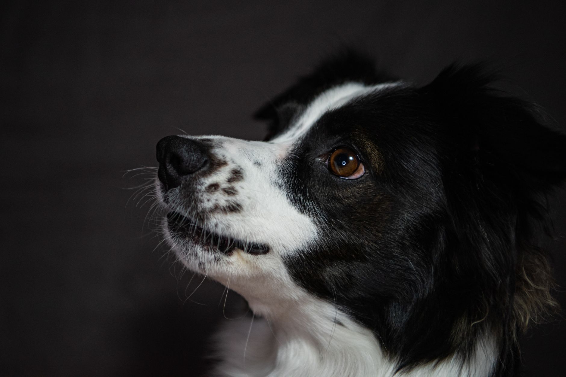 Profile of a Border Collie dog with a dark background, showcasing its attentive expression.