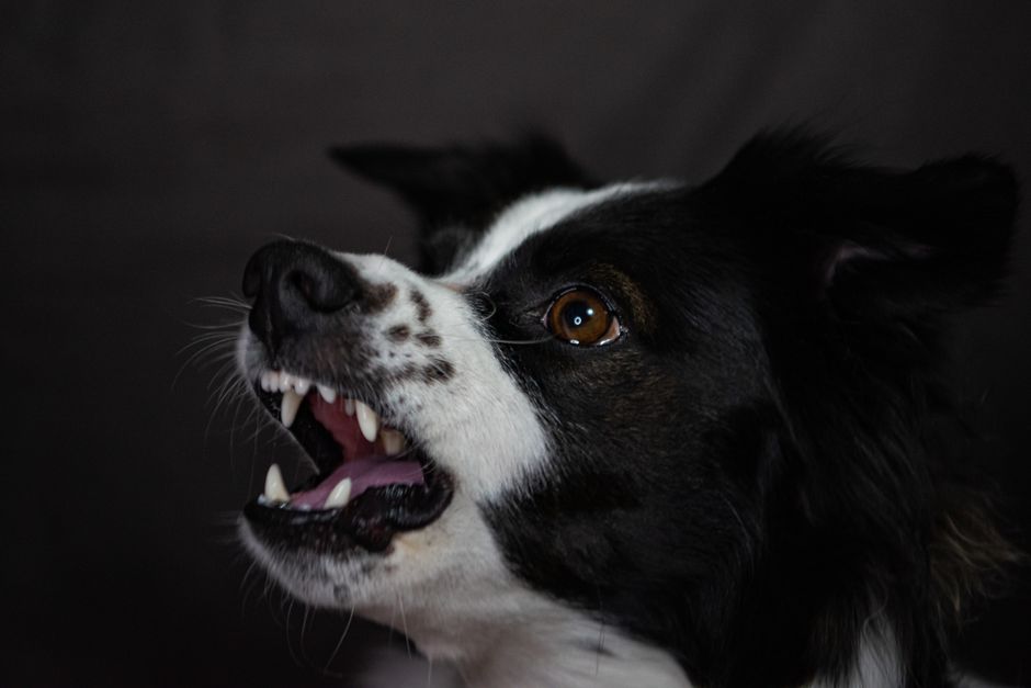 dog bite injury compensation claim