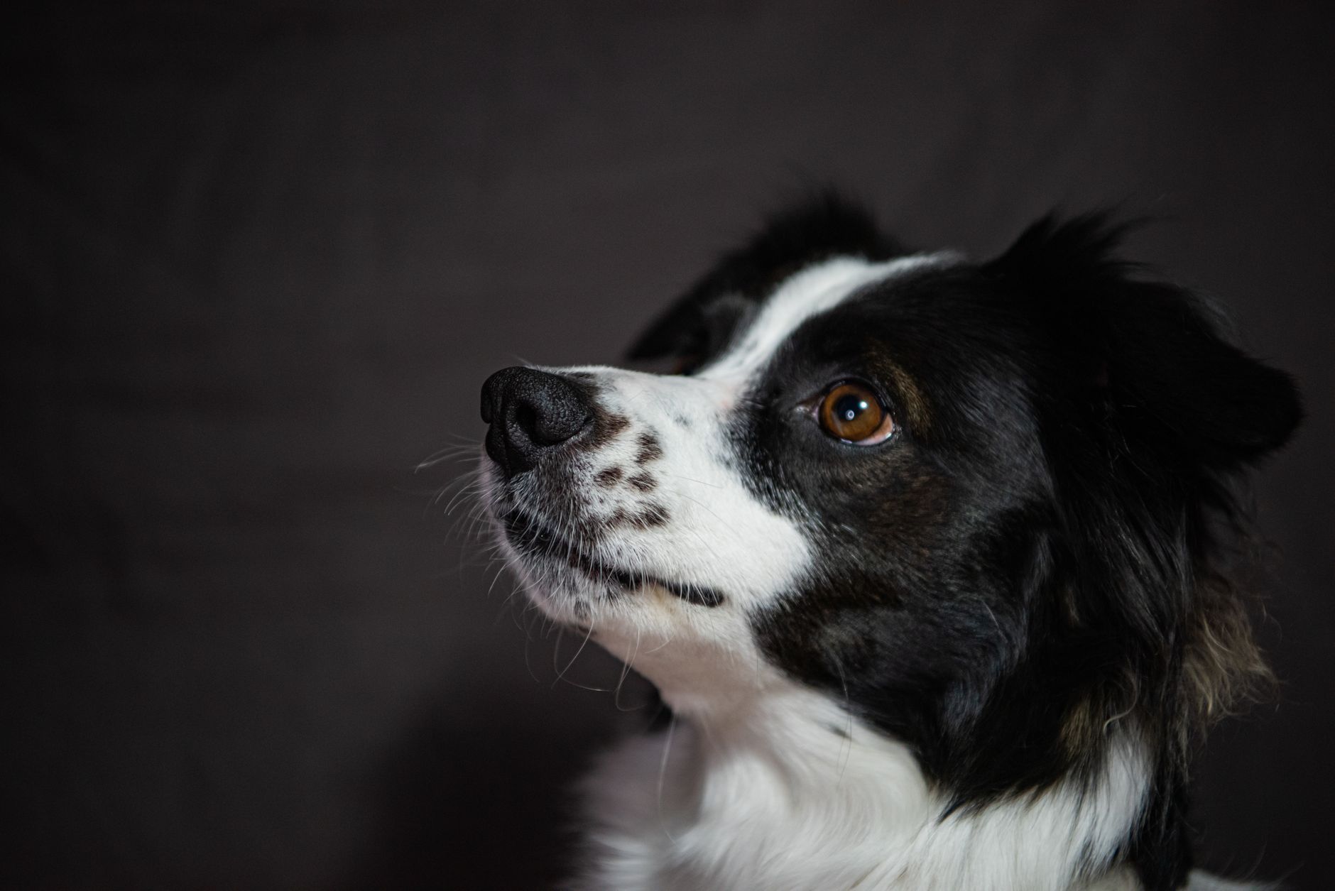 Veterinary care for a dog