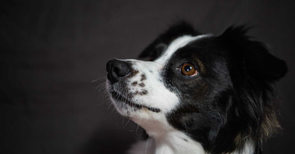 Side profile portrait of a Border Collie dog against a dark background.