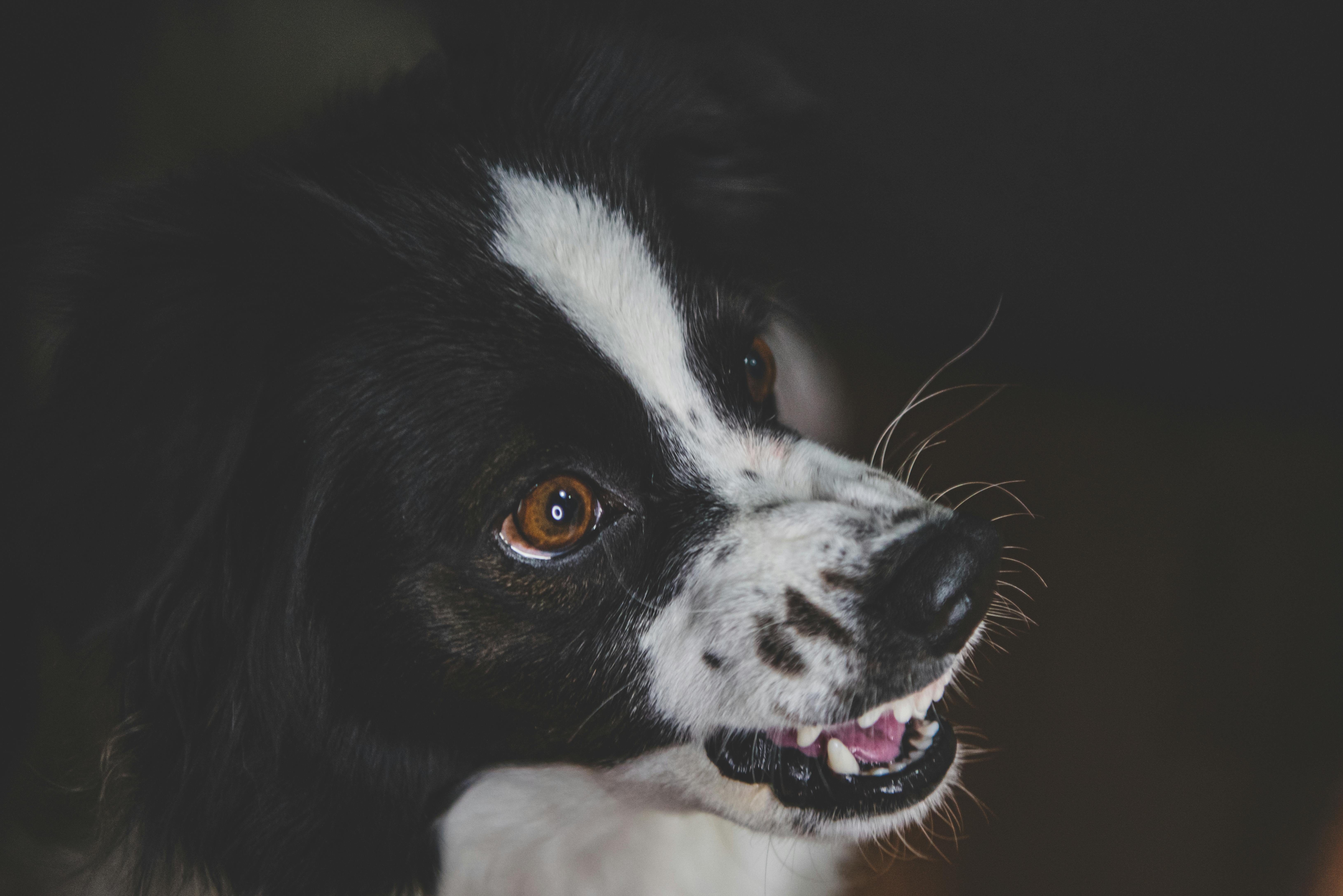 Detailed close-up of a playful Border Collie dog showing its teeth with an expressive gaze.