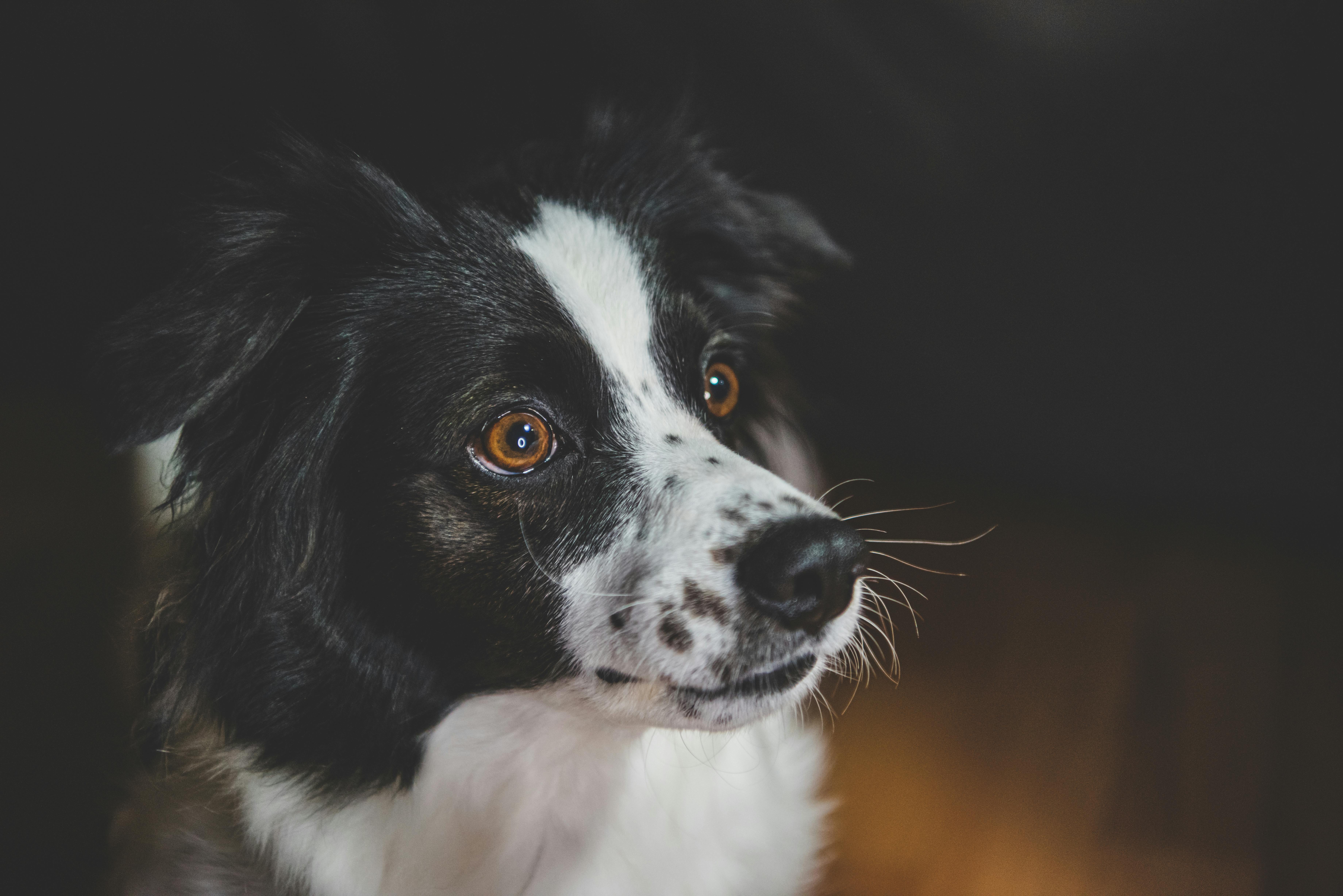 pet care pet health — Photo by Mykhailo Petrenko on Pexels