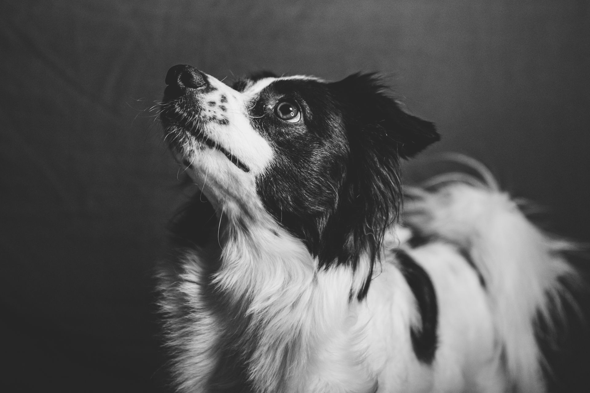 Black and white close-up photo of a Border Collie dog looking upwards indoors.