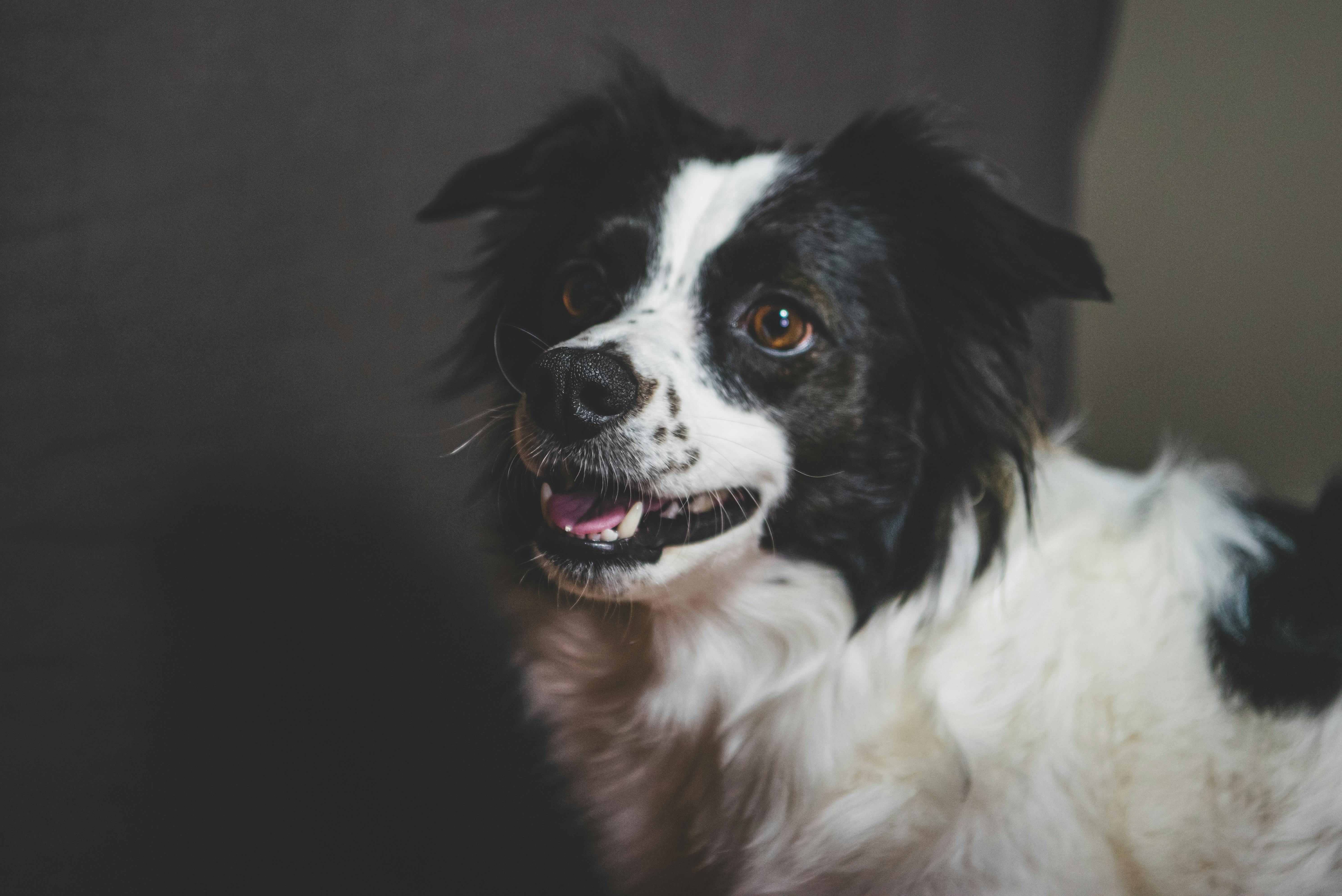 pet technology contact — Photo by Mykhailo Petrenko on Pexels