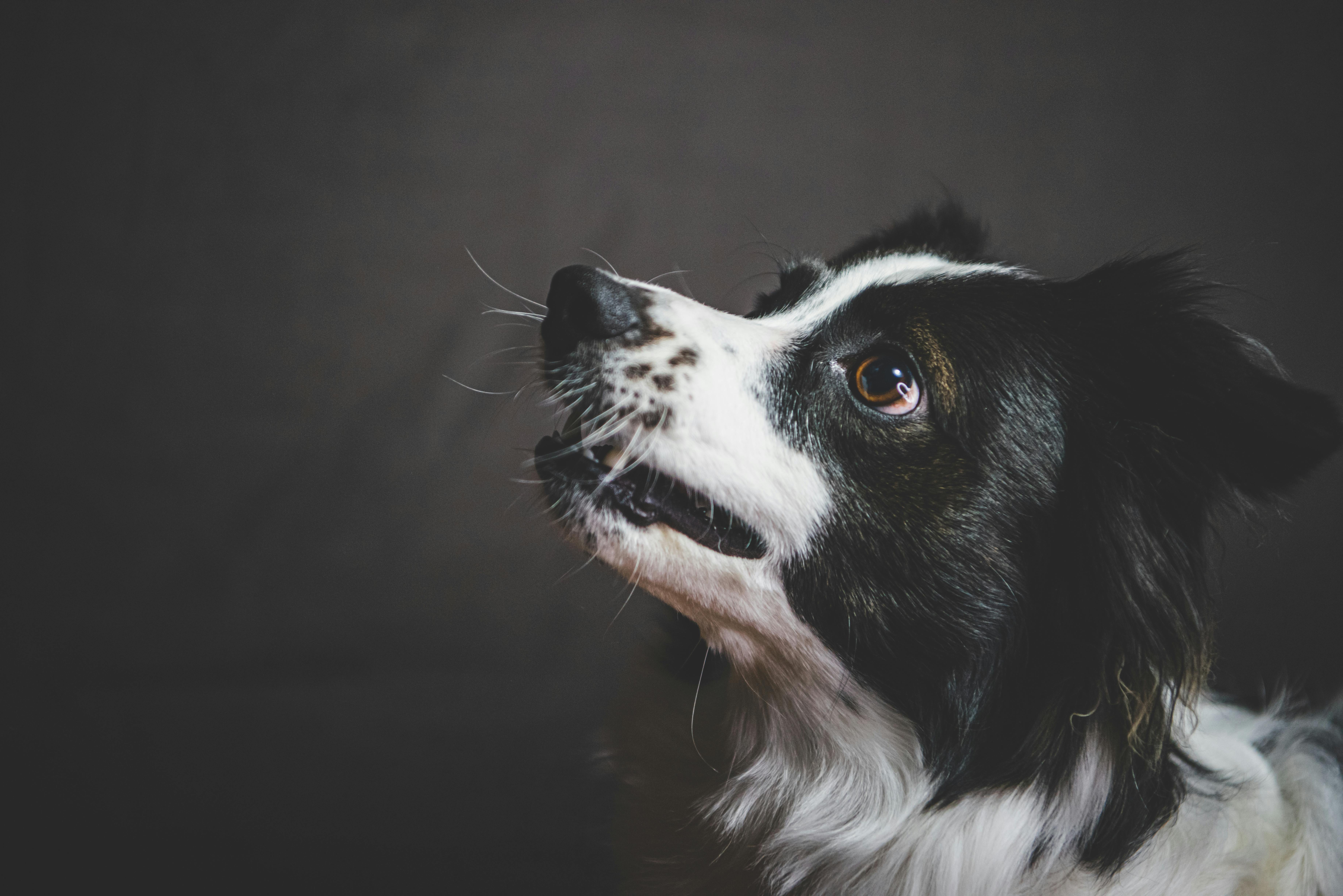 pet insurance, veterinary costs, pet health coverage, dog insurance, cat insurance, pet wellness — Photo by Mykhailo Petrenko