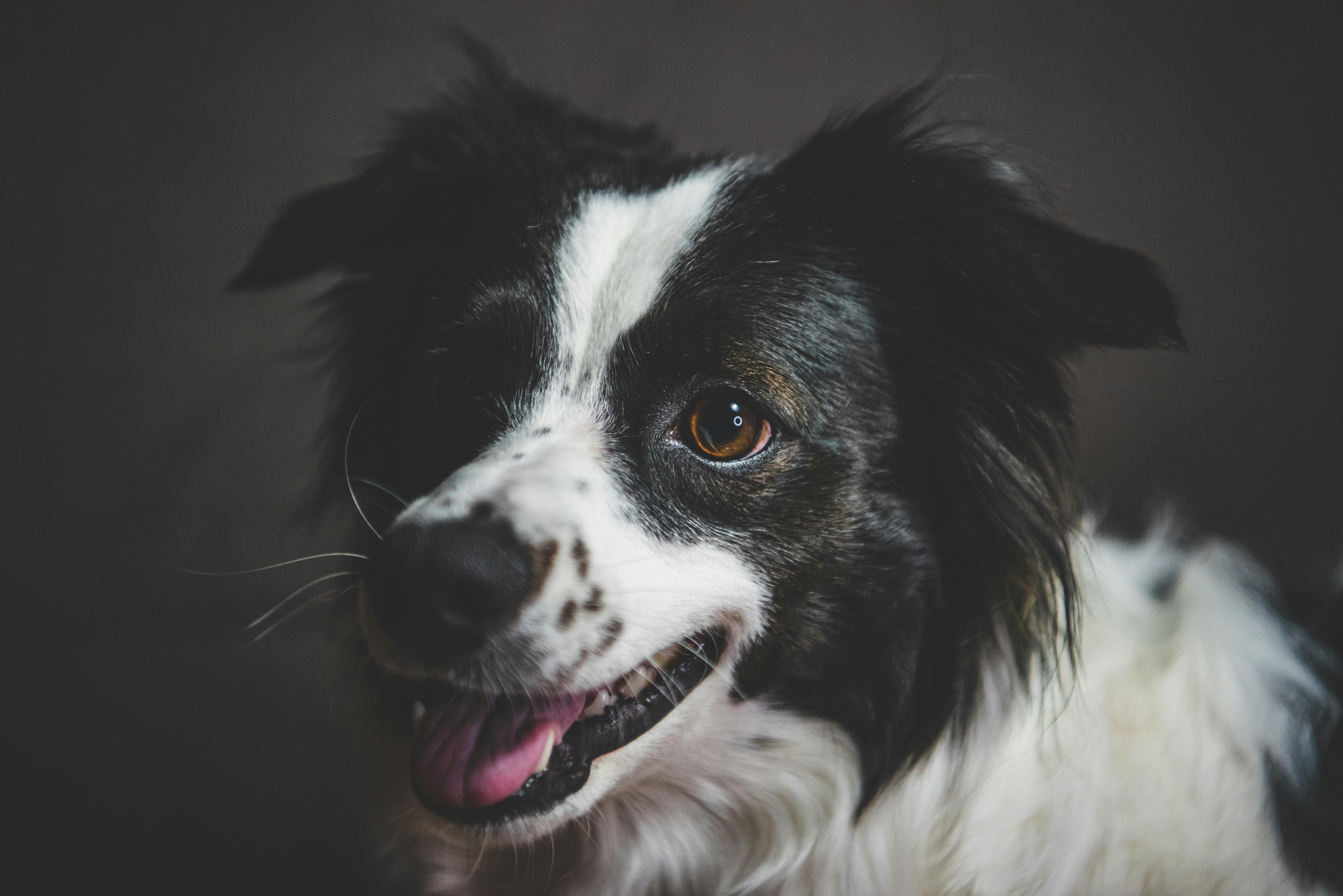 The Best Pet Insurance in North Dakota 2026 - WSJ — Photo by Mykhailo Petrenko on Pexels