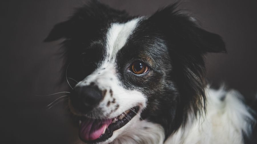 How Much and How Often Should You Feed Your Dog?