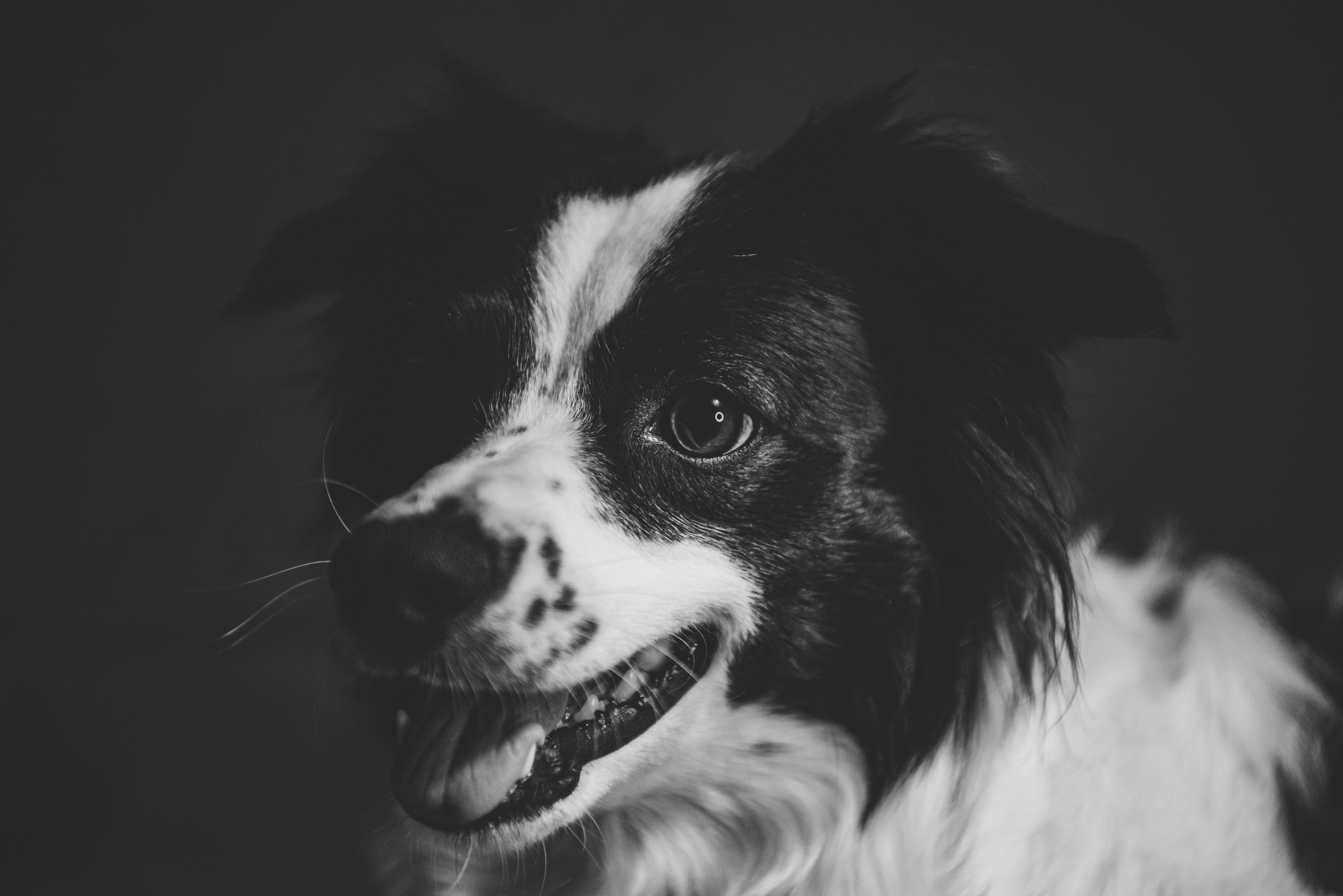 A close-up, black and white portrait of a smiling Border Collie dog showing its playful expression.